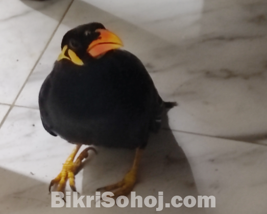 Moyna pakhi for sale